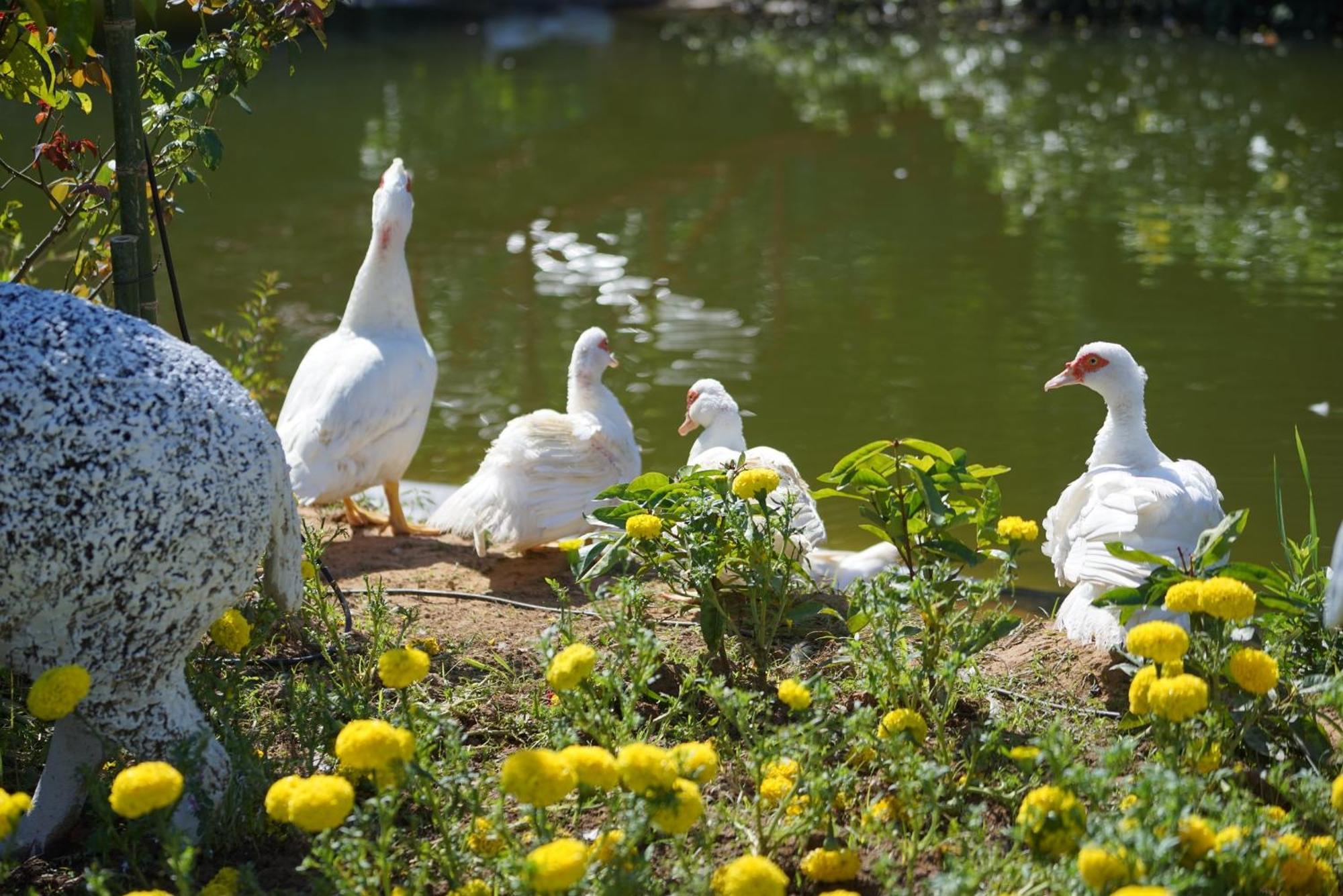 Baan Pingkan Wellness Resort San Kamphaeng Zewnętrze zdjęcie