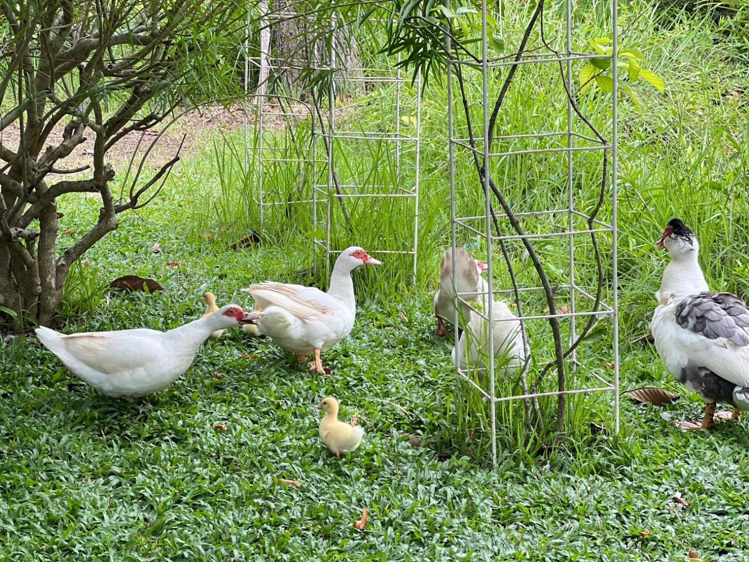 Baan Pingkan Wellness Resort San Kamphaeng Zewnętrze zdjęcie